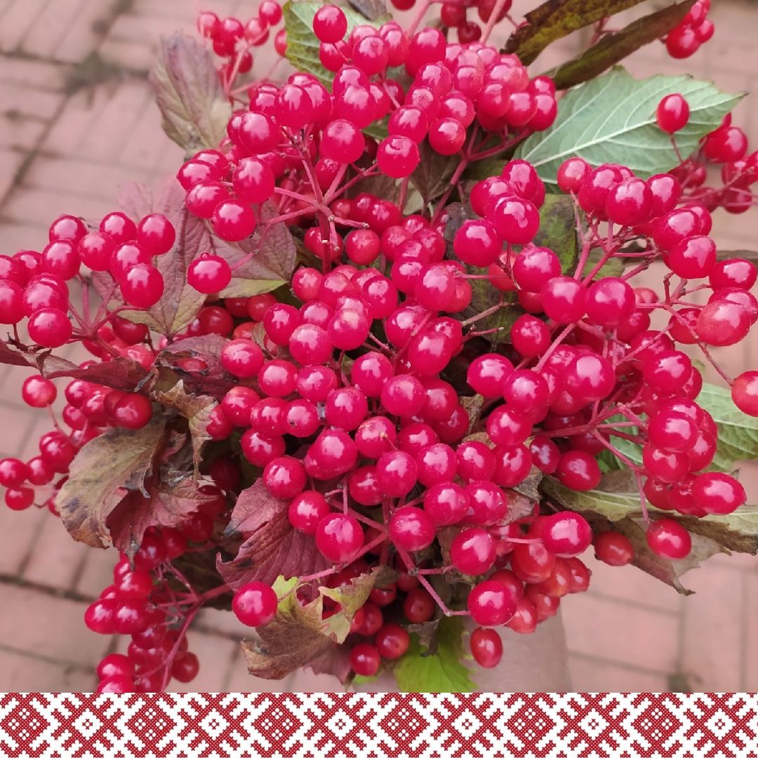 Травы целебные и магические