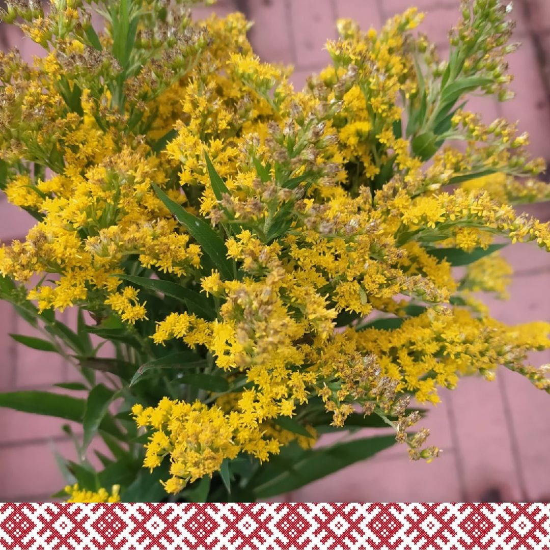 Травы целебные и магические